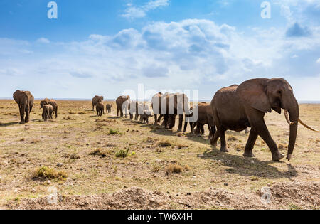 Gli elefanti sulle praterie africane. Gli elefanti africani in Africa Orientale, Kenya, Amboseli National Park Foto Stock