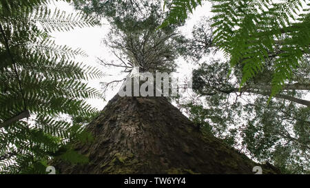 Angolo basso close up del tronco di una palude gum in Tasmania Foto Stock