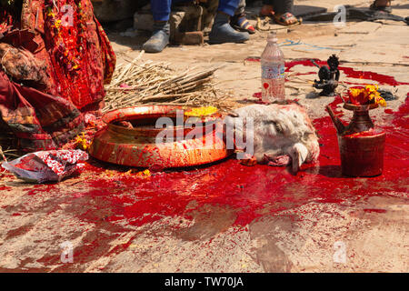 Sacrificio animale cerimonia al Bisket Jatra 2018, Nepalese Anno Nuovo Festival. Bhaktapur, Provincia n. 3, Nepal, Asia Foto Stock