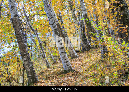 Colore di autunno di Taoshan lago sulla diga del paddock Foto Stock
