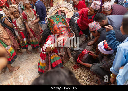 Sacrificio animale cerimonia al Bisket Jatra 2018, Nepalese Anno Nuovo Festival. Bhaktapur, Provincia n. 3, Nepal, Asia Foto Stock