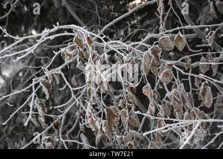 Rami congelati in un remoto North American foresta su una giornata invernale Foto Stock