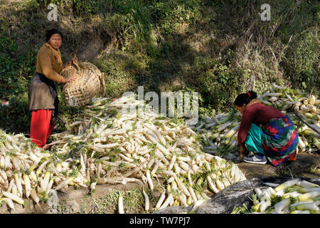 Le donne contadine la pulizia appena raccolto Cinese Bianco (ravanelli daikon) vicino Daman, Nepal Foto Stock