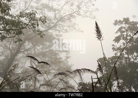Alberi e erba elefante nella nebbia mattutina, Chitwan il parco nazionale, il Nepal Foto Stock