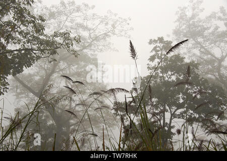 Alberi e erba elefante nella nebbia mattutina, Chitwan il parco nazionale, il Nepal Foto Stock