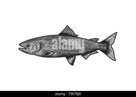 Disegnata a mano tonno, milkfish disegni logo ispirazione isolata su sfondo bianco Illustrazione Vettoriale