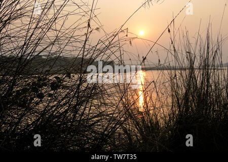 Stagliano erbe lungo il fiume Rapti al tramonto, Chitwan il parco nazionale, il Nepal Foto Stock