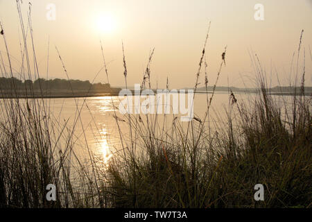 Stagliano erbe lungo il fiume Rapti al tramonto, Chitwan il parco nazionale, il Nepal Foto Stock