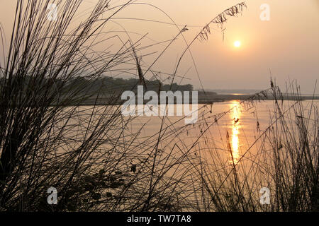 Stagliano erbe lungo il fiume Rapti al tramonto, Chitwan il parco nazionale, il Nepal Foto Stock