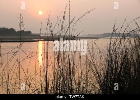 Stagliano erbe lungo il fiume Rapti al tramonto, Chitwan il parco nazionale, il Nepal Foto Stock
