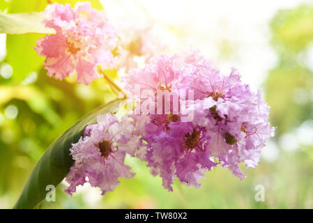 Queen's fiore viola albero o Lagerstroemia loudonii fioriture dei fiori nel giardino parcheggio / Inthanin fiore Foto Stock