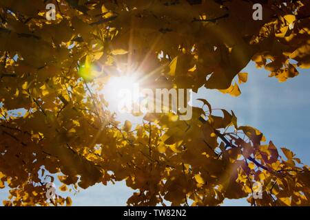 Sole di mezzogiorno brilla di luce attraverso le foglie di ginkgo tree, la formazione di aloni e stelle. Foto Stock