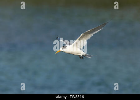 Crested Tern, Thalasseus bergii, in volo ad Apollo Bay Harbor, Victoria, Australia Foto Stock