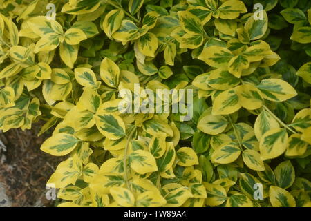 Bellissimo il giallo e il verde delle foglie di Evergreen mandrino o alberino giapponese, noto anche con il nome latino, Euonymus japonicus, Foto Stock