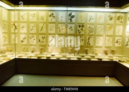 Exhibition Hall di cinese materiali medicinali Foto Stock