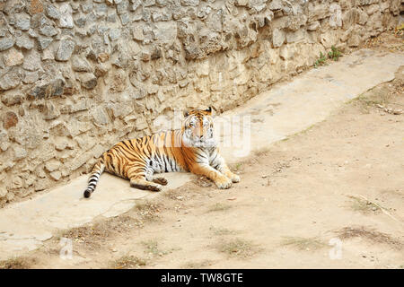 Carino tigre nel giardino zoologico Foto Stock