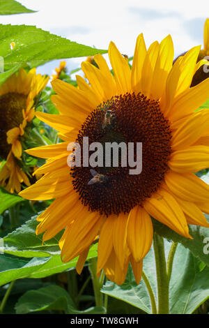 Girasoli crescono in un campo Foto Stock