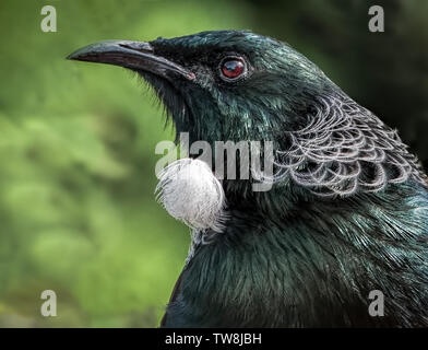 Tui ritratto - un primo piano di un bellissimo nettare uccello di alimentazione della Nuova Zelanda a Tititiri Matangi off Auckland. . Foto Stock