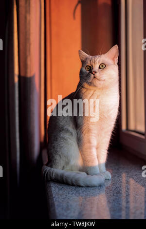 Cat breve gradiente argento Foto Stock