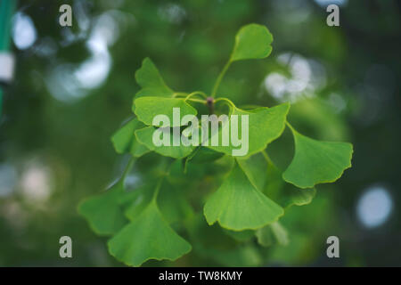 Primo piano artistico di verdi foglie di Ginkgo del grande Gingko albero a Hida Kokubunji Tempio a Takayama, Giappone. Foto Stock