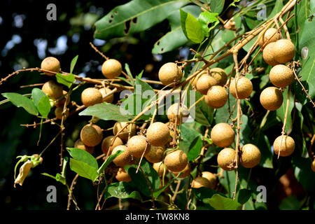 Il Longan albero da frutta - Litchi parente stretto Foto Stock