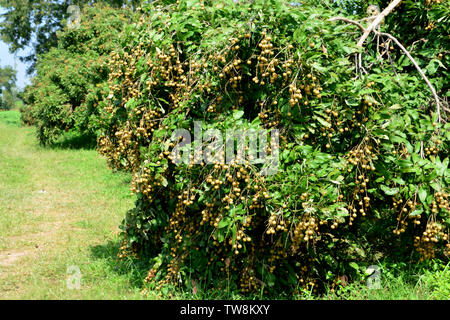 Il Longan albero da frutta - Litchi parente stretto Foto Stock