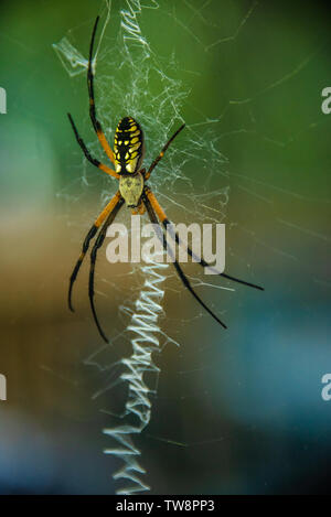 Nero e Giallo giardino spider (Argiope aurantia), noto anche come un ragno di cerniera lampo o la scrittura di ragno. Foto Stock