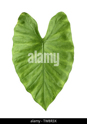 Foglia verde di tropicale alocasia odora isolato su bianco Foto Stock