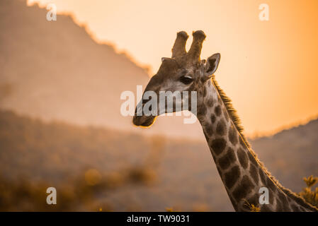 Pilansberg Wildlife Foto Stock