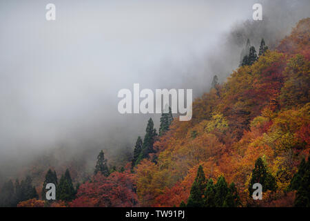 Foreste di montagna coperti in autunno rosso alberi parzialmente nascosto dalla nebbia mattutina, bella natura astratta scenario. Ainokura, Toyama, Giappone. Foto Stock