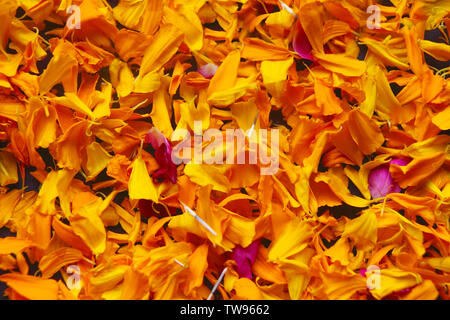 Petali marigold gialli a telaio pieno Foto Stock