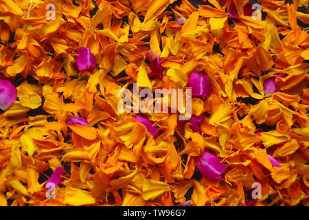 Petali marigold gialli a telaio pieno Foto Stock