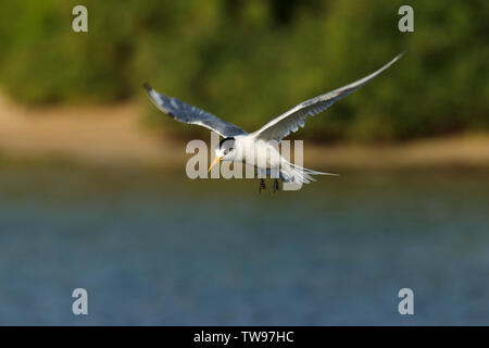 Crested Tern, Thalasseus bergii, in volo ad Apollo Bay Harbor, Victoria, Australia Foto Stock