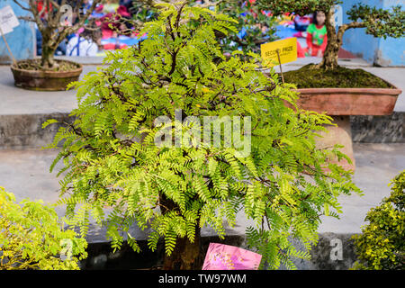 Fern Tree Bonsai per la visualizzazione in un vaso di fiori. Un genere tropicale di fig evergreen specie decidue, arbusti vigne con medie di albero e foglie sono Foto Stock