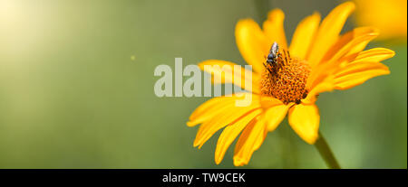 Banner. Bee raccoglie il nettare su un fiore giallo. Bee seduti su un luminoso giallo fiore. Macro Foto Stock