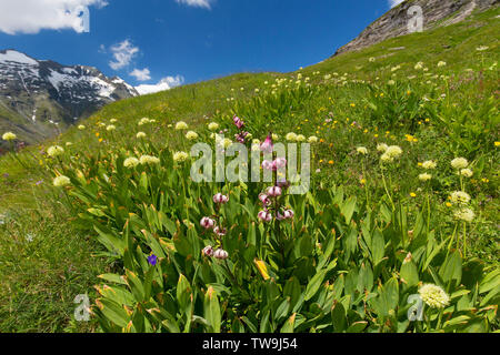 Porro alpino, vittoria CIPOLLA ( Allium victorialis) e Turk della PAC, Martagon Lily (Lilium martagon). Piante fiorite nel paesaggio montuoso. Foto Stock