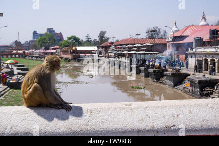 Tempio di Pashupatinath complesso in Kathmandu, Nepal. Corpi dei morti vengono bruciati in questo tempio indù. Foto Stock