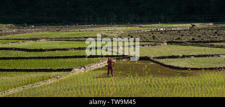 La risaia agricoltura in Nepal Foto Stock