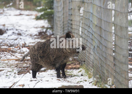 Il cinghiale (Sus scrofa). Voce maschile in piedi accanto ad una recinzione. Germania Foto Stock