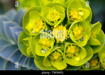 Blu (Euforbia Euphorbia myrsinites), fioritura. Italia Foto Stock