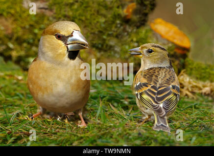 Brambling (Fringilla montifringilla, a sinistra) e Hawfinch (Coccothraustes coccothraustes) rovistando in un giardino d'inverno. Foto Stock