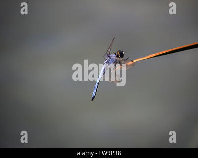 Orthetrum brunneum dragonfly, odonati, Southern skimmer. Maschio, su sfondo semplice. Foto Stock