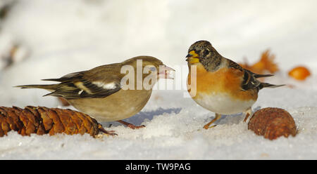 (Fringuello Fringilla coelebs). Maschio e femmina (Brambling Fringilla montifringilla) rovistando in un prato nevoso. Germania Foto Stock