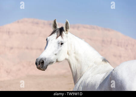 Razza Arabian Horse. Ritratto di grigio mare nel deserto. Egitto Foto Stock