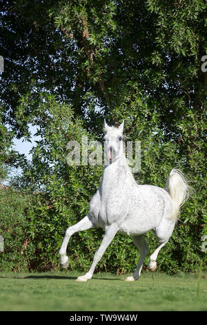 Razza Arabian Horse. Grigio mare trotto su un prato. Egitto Foto Stock