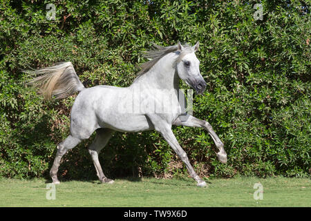 Arabian Horse. Stallone grigio al galoppo su un prato. Egitto Foto Stock