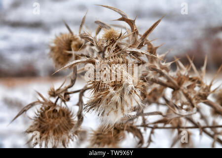 Terribile cardi irto di spine, il simbolo della cavalleria. Inverno secco piante close up Foto Stock