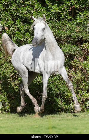 Arabian Horse. Grigio stallone trotto su un prato. Egitto Foto Stock