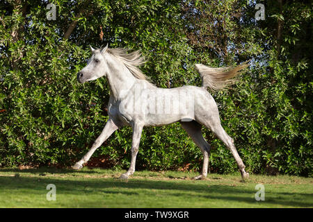 Arabian Horse. Stallone grigio al galoppo su un prato. Egitto Foto Stock