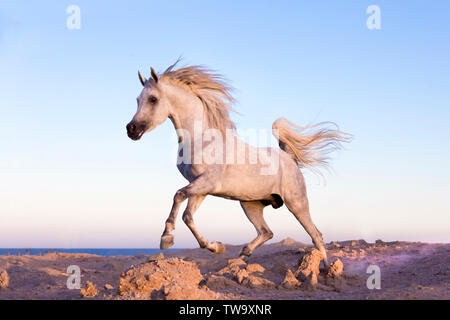 Arabian Horse. Stallone grigio al galoppo nel deserto. Egitto Foto Stock